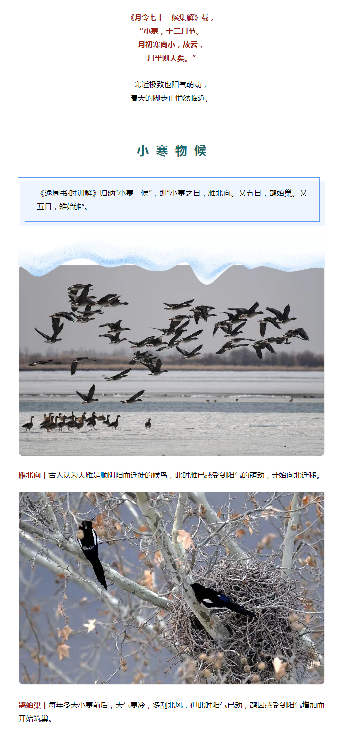 2022年（第2期）：小寒今日至，年味已冒頭_02