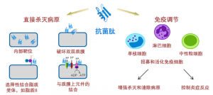 泰倍健——新型免疫增強劑，構(gòu)建核心抗病力